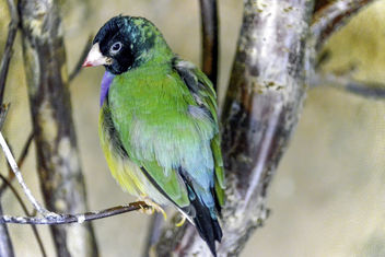 Black-Faced Gouldian Finch - Free image #336335
